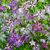 Fringed Pinks Dianthus Seeds – Superbus Flower
