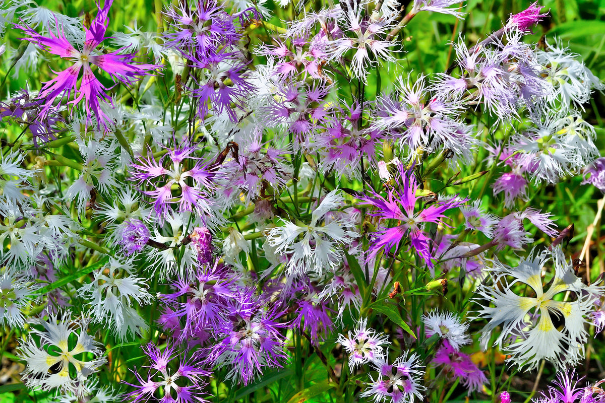 Fringed Pinks Dianthus Seeds – Superbus Flower