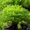 Green Curled Endive Seeds – (Salad Endive / Moss Curled Endive / Escarole) Cichorium Endivia Vegetable – photo 2