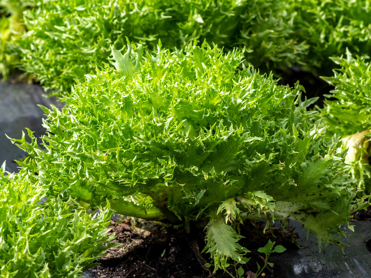 Green Curled Endive Seeds – (Salad Endive / Moss Curled Endive / Escarole) Cichorium Endivia Vegetable – photo 2