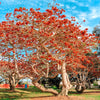 10 RED SILK COTTON Tree Bombax Ceiba Kapok Tropical Flower Seeds