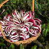100 RADICCHIO DI TREVISO Radicchio Rose Vegetable Seeds