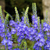 75 ROYAL BLUE SPEEDWELL Veronica Austriaca Teucrium Flower Seeds