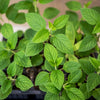 200 Lemon LEMONY CATNIP Nepeta Cataria Citriodora Herb Flower Seeds