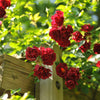 5 BURGUNDY CLIMBING ROSE Red Rosa Bush Vine Climber Fragrant Flower Seeds