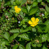 Red Indian Tuttifrutti Strawberry Seeds – Duchesnea Indica Flower Berry Fruit – photo 5