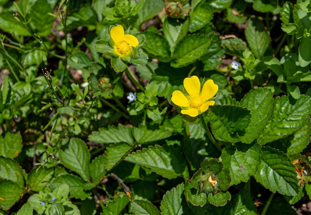 Red Indian Tuttifrutti Strawberry Seeds – Duchesnea Indica Flower Berry Fruit – photo 5