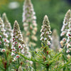 200 WHITE MIGNONETTE Reseda Alba Very FRAGRANT Flower Seeds
