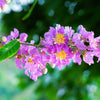 35 LILAC Light Purple CREPE MYRTLE Lagerstroemia Indica Flowering Shrub Bush Small Tree Seeds