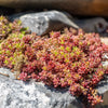 150 MIXED SEDUM Stonecrop Succulent Groundcover Red White Yellow Pink Purple Flower Seeds