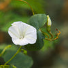10 White CHRISTMAS VINE Turbina Flower Rivea Ipomoea Corymbosa Seeds