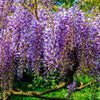 5 BLUE CHINESE WISTERIA Sinensis Ornamental Vine Climber Blue Violet Purple Flower Seeds