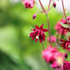 100 TALL DOUBLE COLUMBINE Aquilegia Vulgaris Mixed Colors Red, Pink, Purple, & White Flower Seeds