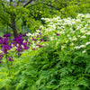 20 SWEET CICELY Myrrhis Odorata Herb Fragrant Flower Licorice Flavor Seeds