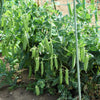 Super Sugar Snap Pea Seeds – Pisum Sativum Macrocarpon Vegetable – photo 3