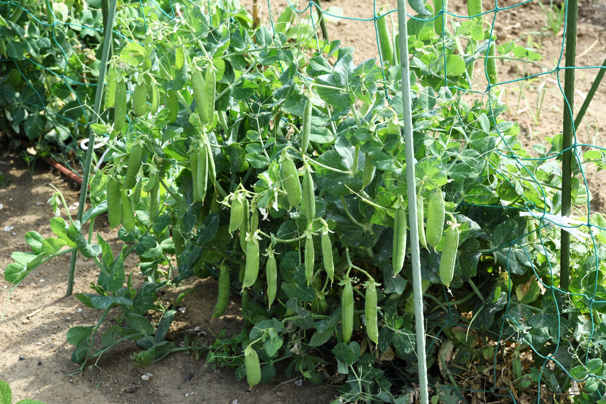 Super Sugar Snap Pea Seeds – Pisum Sativum Macrocarpon Vegetable – photo 3