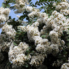 50 MIXED CREPE MYRTLE Lagerstroemia Indica Tree Shrub Crape  6 Color Mix - Red, Purple, Light Pink, Dark Pink, White, & Lilac Flower Seeds