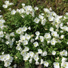 250 WHITE Pale EVENING PRIMROSE (White Buttercup / Sundrops) Oenothera Pallida Flower Seeds