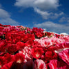 500 MIXED COLORS GODETIA Clarkia Amoena Flower Seeds