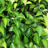 50 WEEPING FIG Ficus Benjamina Benjamin Indian Rubber Tree Houseplant Seeds