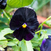 50 BLACK PANSY Clear Crystals Viola Wittrockiana Flower Seeds