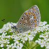1500 FLAT LEAF PARSLEY Seeds Petroselinum Crispum Plain Single Italian Parsley Seeds