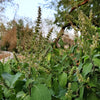 500 CLOVE BASIL Ocimum Basilicum Herb Flower Seeds