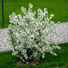 30 Sargent CRAB APPLE Shrub Hummingbird Flower White Red Malus Sargentii Seeds