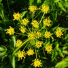 150 GOLDEN ALEXANDER (Golden Zizia / Meadow Zizia) Zizia Aurea Flower Seeds