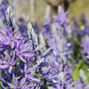 30 BLUE CAMAS Camass Lily Wild Indian Hyacinth Camassia Quamash Flower Herb Seeds