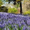 30 BLUE CAMAS Camass Lily Wild Indian Hyacinth Camassia Quamash Flower Herb Seeds