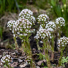 100 ARCTIC SWEET COLTSFOOT Petasites Frigidus Sun Shade Moist White Pink Flower Herb Seeds