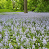 10 WOOD HYACINTH Mixed Colors English Woodland Spanish Bluebell Scilla Campanulata Hyacinthoides Hispanica Pink Purple White Flower Seeds