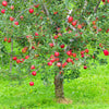 25 PARADISE APPLE Red Delicious Common Malus Pumila Domestica Fruit Tree Seeds