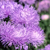 30 VIOLET Purple NEEDLE ASTER Callistephus Chinensis Unicom Flower Seeds