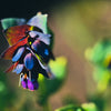 10 BLUE SHRIMP PLANT / Honeywort Cerinthe Major Flower Seeds