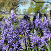 30 BLUE CAMAS Camass Lily Wild Indian Hyacinth Camassia Quamash Flower Herb Seeds