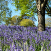 30 BLUE CAMAS Camass Lily Wild Indian Hyacinth Camassia Quamash Flower Herb Seeds