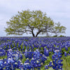 150 TEXAS BLUEBONNET LUPINE Lupinus Texensis Flower Seeds