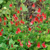 100 WILD/ CANADIAN COLUMBINE Aquilegia Canadensis Flower Seeds