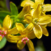 Golden Currant Shrub Seeds – Black Fruit Yellow Flower Ribes Chrysobotrya Aurea – photo 5