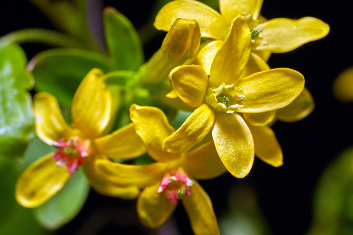 Golden Currant Shrub Seeds – Black Fruit Yellow Flower Ribes Chrysobotrya Aurea – photo 5