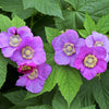 20 PURPLE FLOWERING RASPBERRY Thornless Edible Rubus Odoratus Fruit Berry Seeds