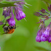 10 TRUE COMFREY Comphrey Symphytum Officinale Herb Seeds Purple Flowers