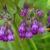 10 TRUE COMFREY Comphrey Symphytum Officinale Herb Seeds Purple Flowers