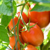 500 ITALIAN ROMA TOMATO Lycopersicon Lycopersicum Fruit Vegetable Seeds