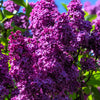 25 FRENCH / Old FASHIONED LILAC Syringa Vulgaris Flower Shrub Bush Seeds