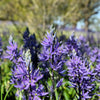 30 BLUE CAMAS Camass Lily Wild Indian Hyacinth Camassia Quamash Flower Herb Seeds