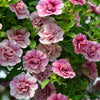20 DOUBLE MIX PETUNIA Floribunda Red Pink Purple Flower Seeds