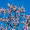 400 Royal PAULOWNIA EMPRESS TREE Tomentosa Flower Seeds